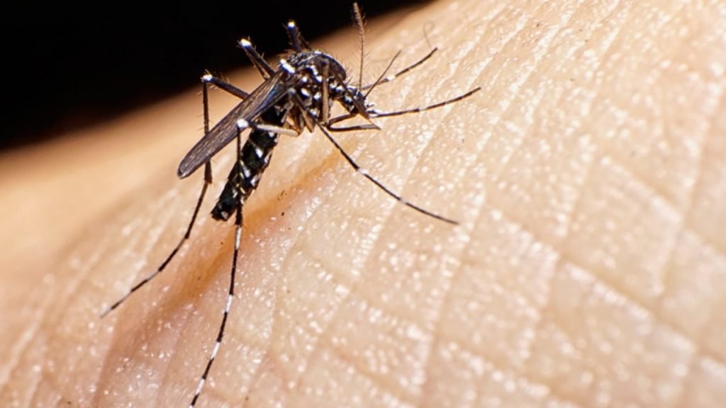 Anvisa alerta sobre repelentes adequados contra o mosquito da dengue