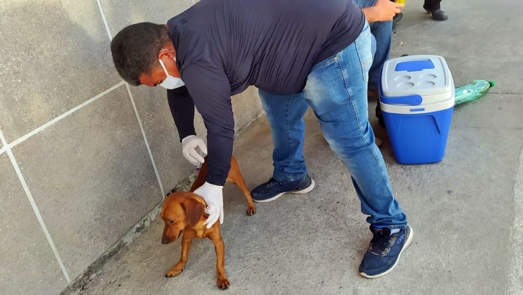 Campanha de Vacinação Antirrábica para cães e gatos começa na segunda, dia 22