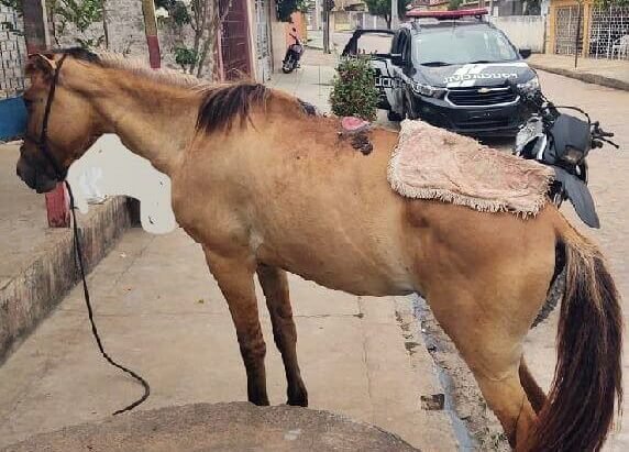 Delegacia de proteção animal registra quase 200 casos de maus tratos este ano em Maceió