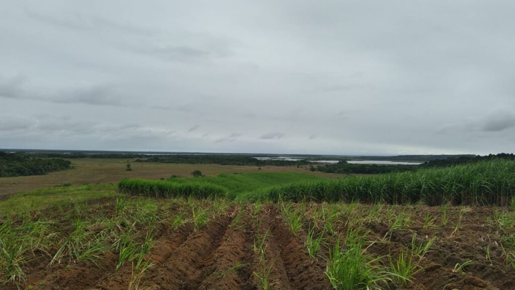 Safra da cana em Alagoas será menor em 2025 por causa da seca