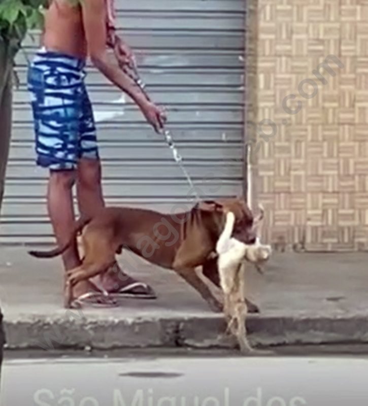 AlagoasWeb/Reprodução