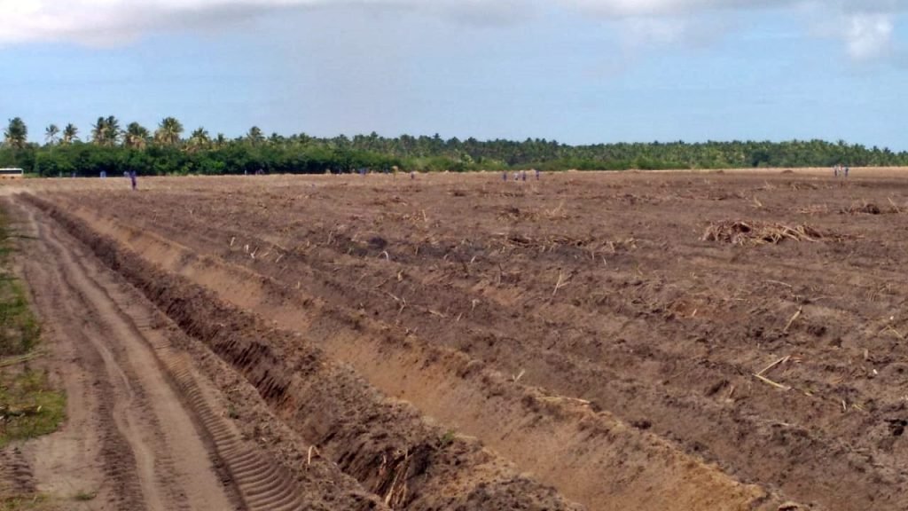 Produção de cana-de-açúcar pode cair com mudanças climáticas, aponta estudo