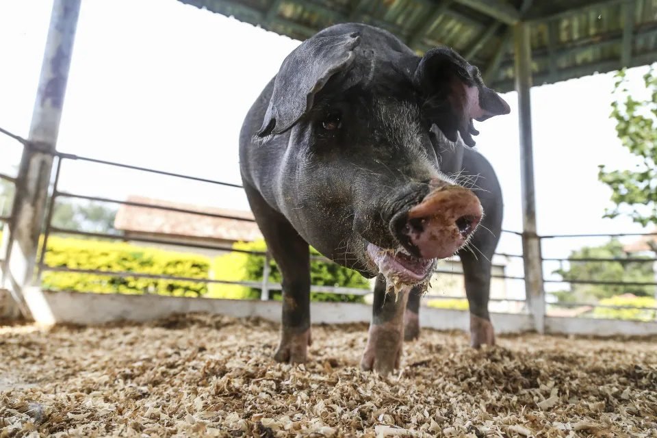 Homem é achado morto com parte do corpo devorada por porcos