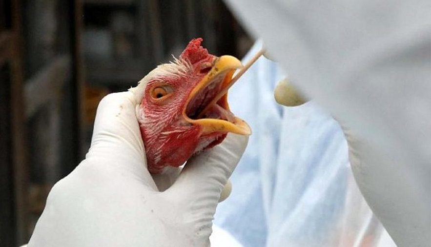 Cientistas alteram o DNA de galinhas para combater a gripe aviária