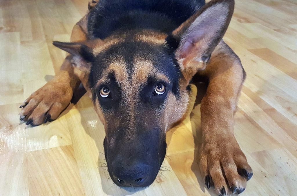 Cartórios registram pets com sobrenome do tutor