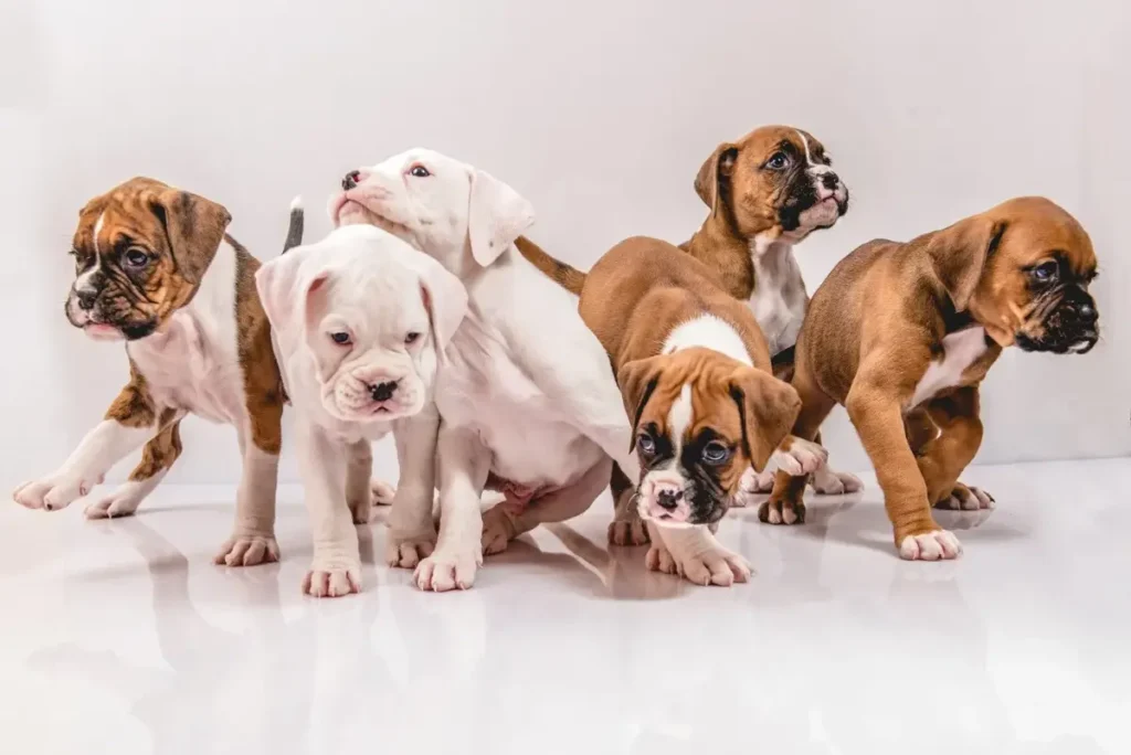 Saiba-quais-são-as-melhores-raças-de-cachorro-para-crianças-00-24-07-23