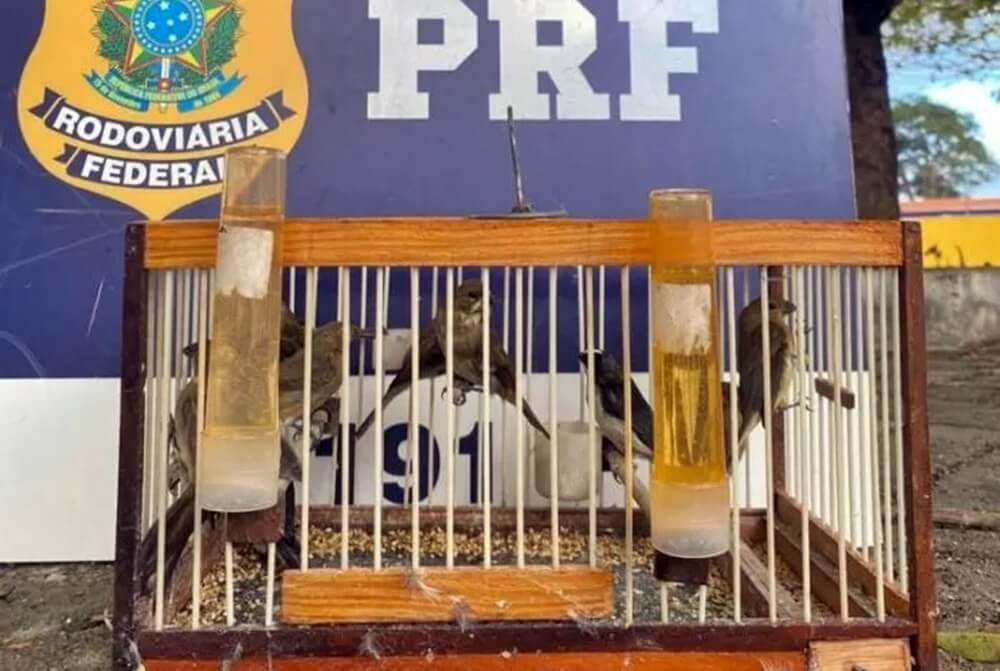 PRF resgata pássaros transportados de SP para Alagoas