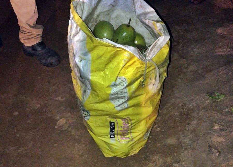 Roubo de roça em Teotônio Vilela