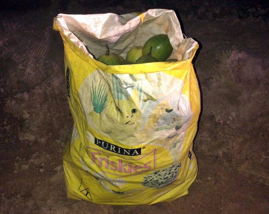 Roubo de roça em Teotônio Vilela