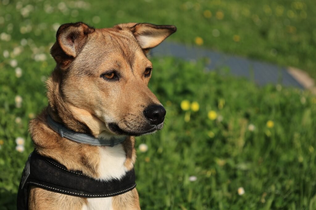 Coleira antiparasitária uma boa opção de proteção para os pets