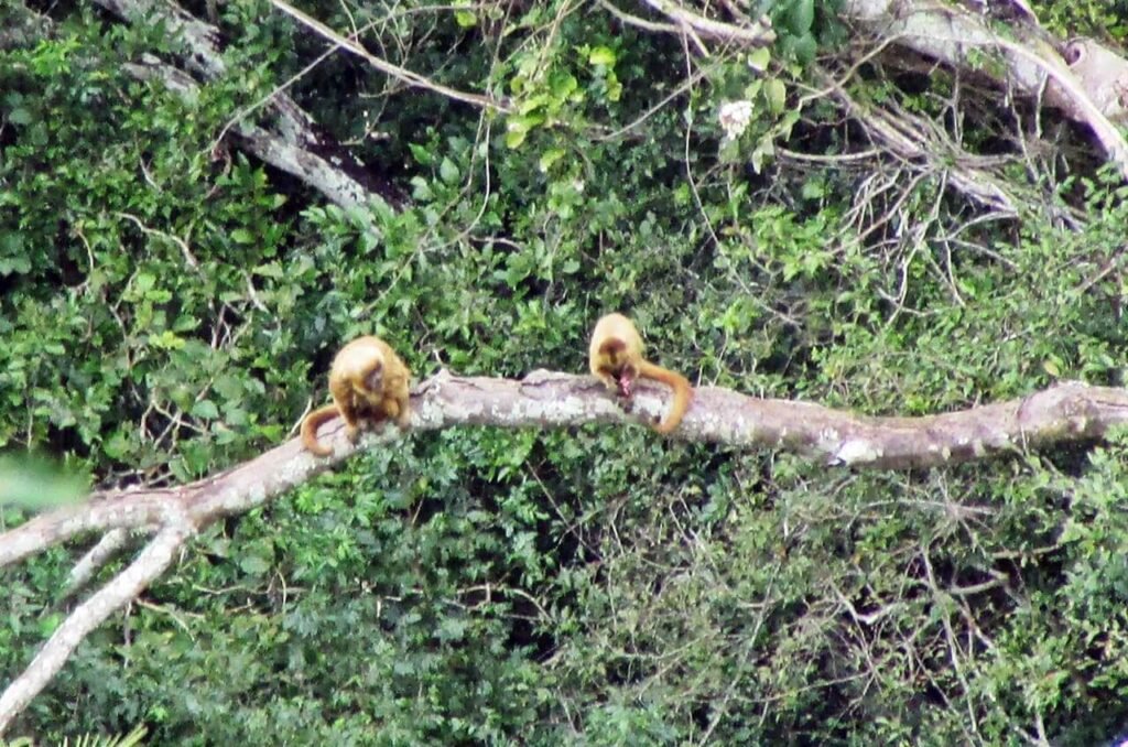 Espécie de macaco ameaçada de extinção