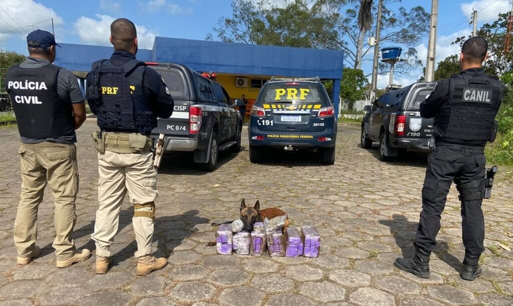 Operação integrada apreende 30kg de maconha na BR-101 em São Sebastião