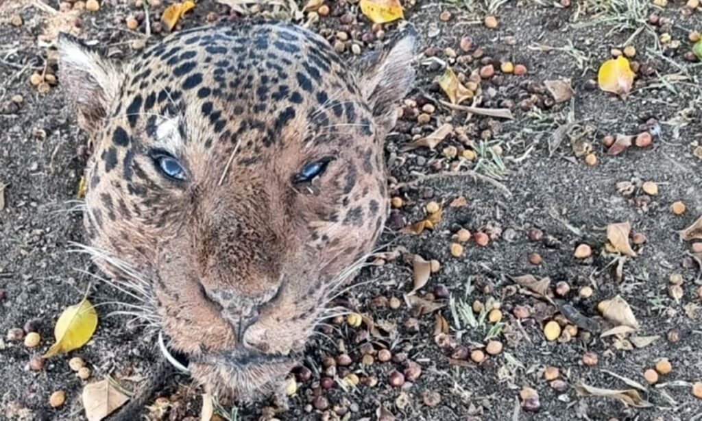 Polícia prende suspeito de decapitar onças-pintadas e dar carne a cães