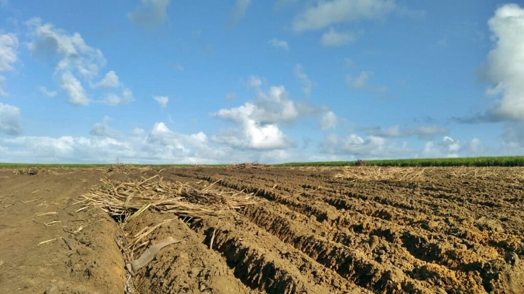 Seca extrema derruba produtividade de cana e usinas antecipam colheita