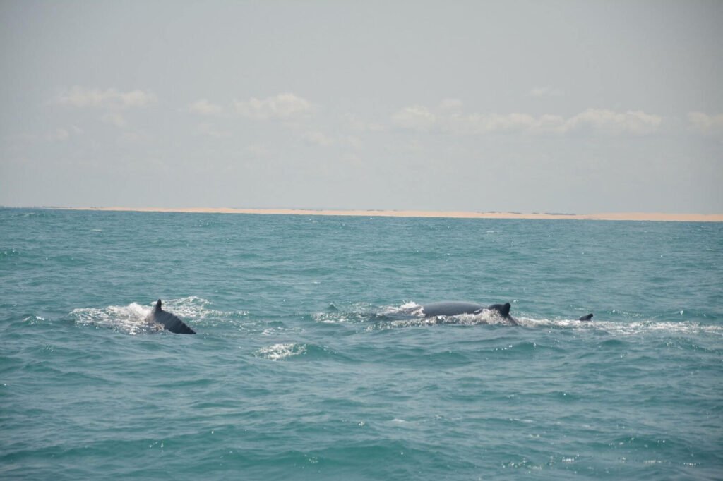 Baleias jubarte dão show na costa alagoana