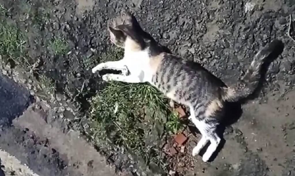 Moradores denunciam mortes misteriosas de gatos em São Miguel dos Campos