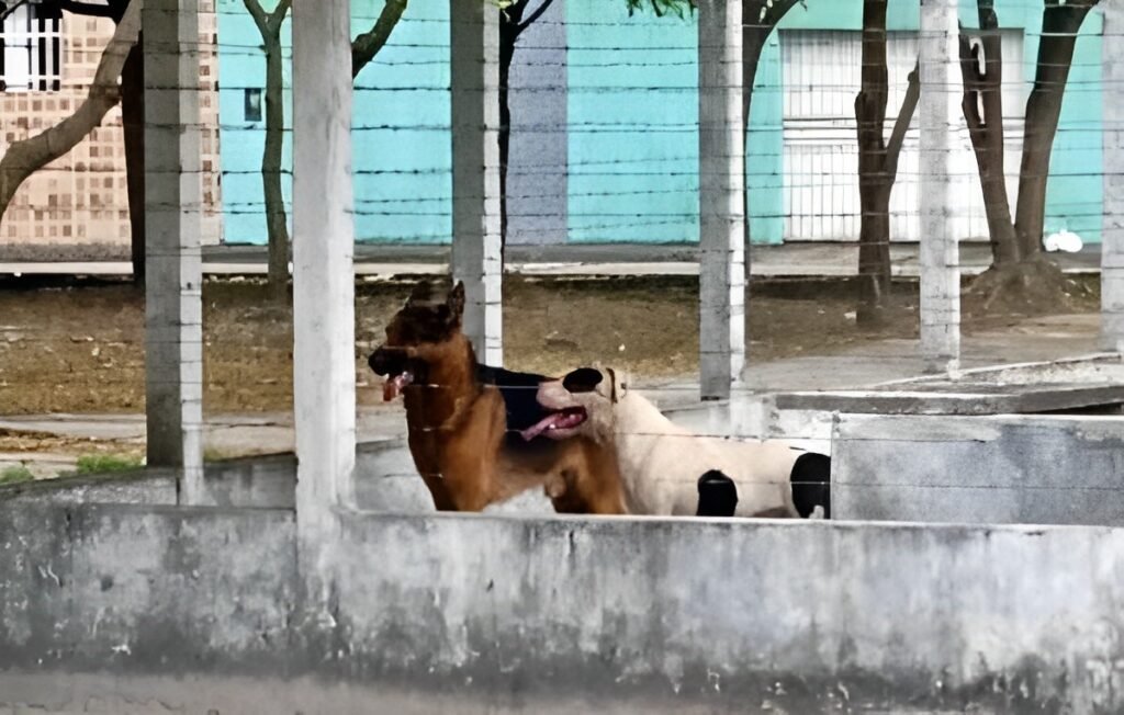 Pitbull e pastor alemão invadem casa matam cão e gato e causam pânico