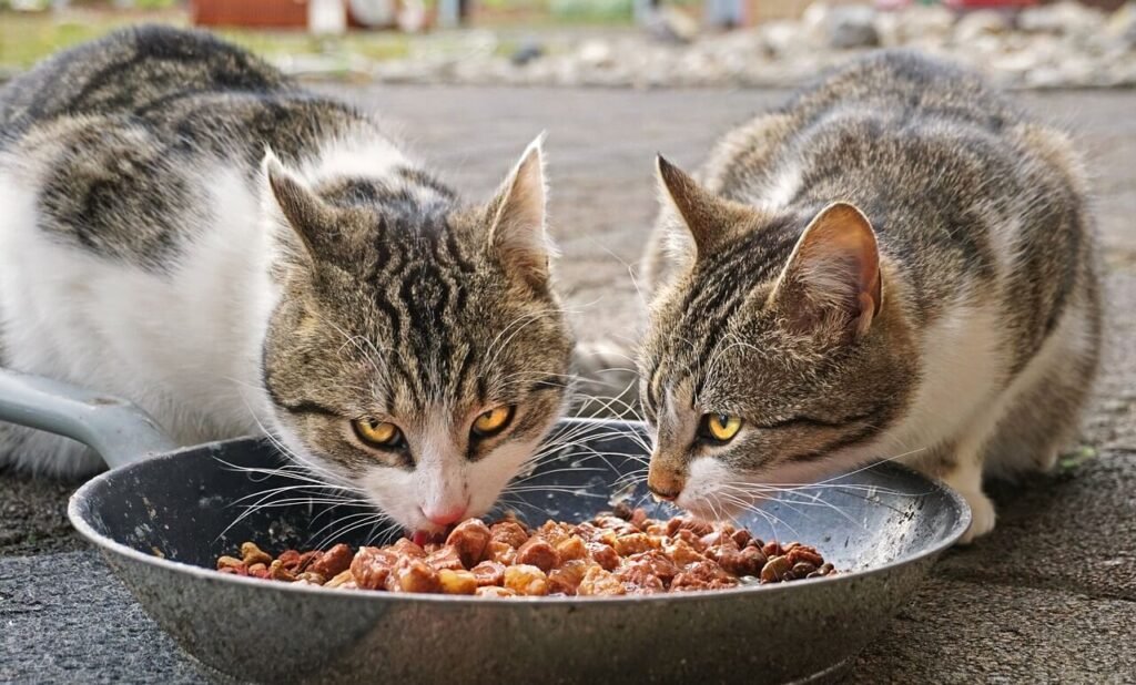 Existe um alimento ideal para cada fase do pet