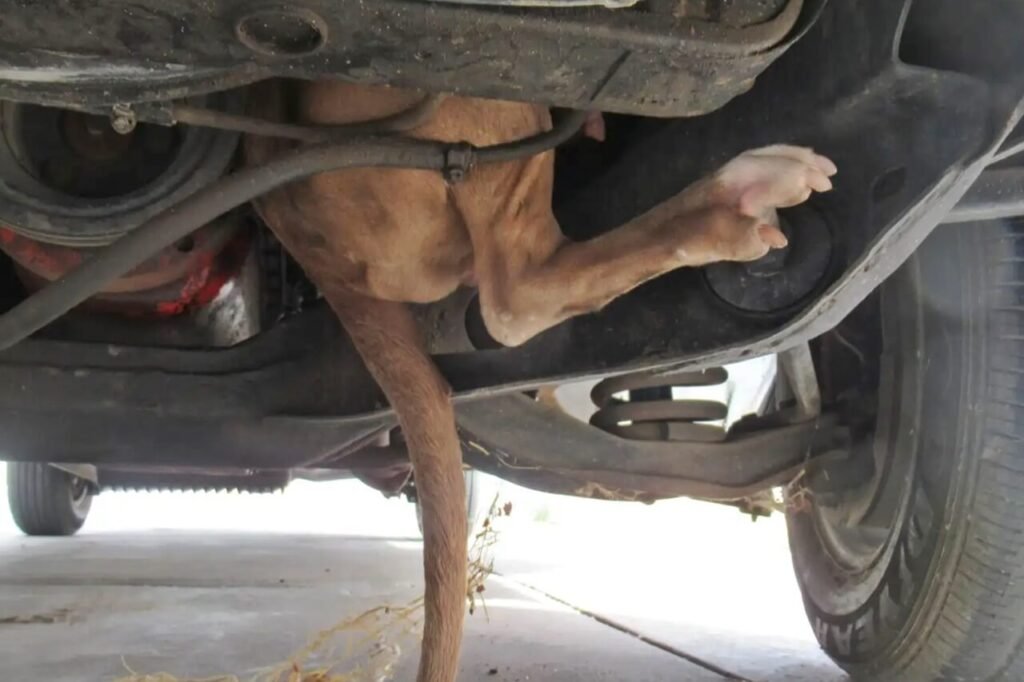 Motorista olha embaixo do carro e vê pé pendurado para fora do motor