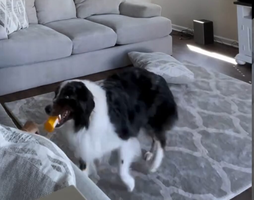 Cão percebe sinais de convulsão epilética e corre para proteger a tutora