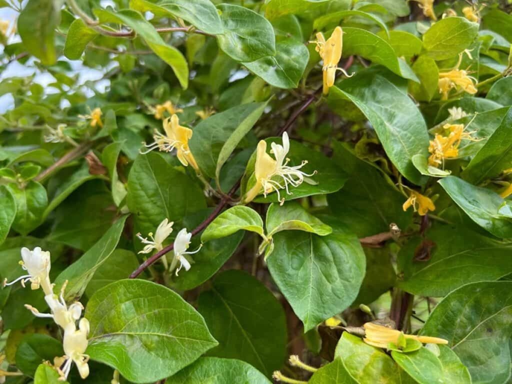 Mudanças climáticas aceleram a propagação de espécies invasoras