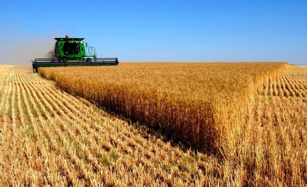 IBGE prevê safra de 300 milhões de toneladas para 2024