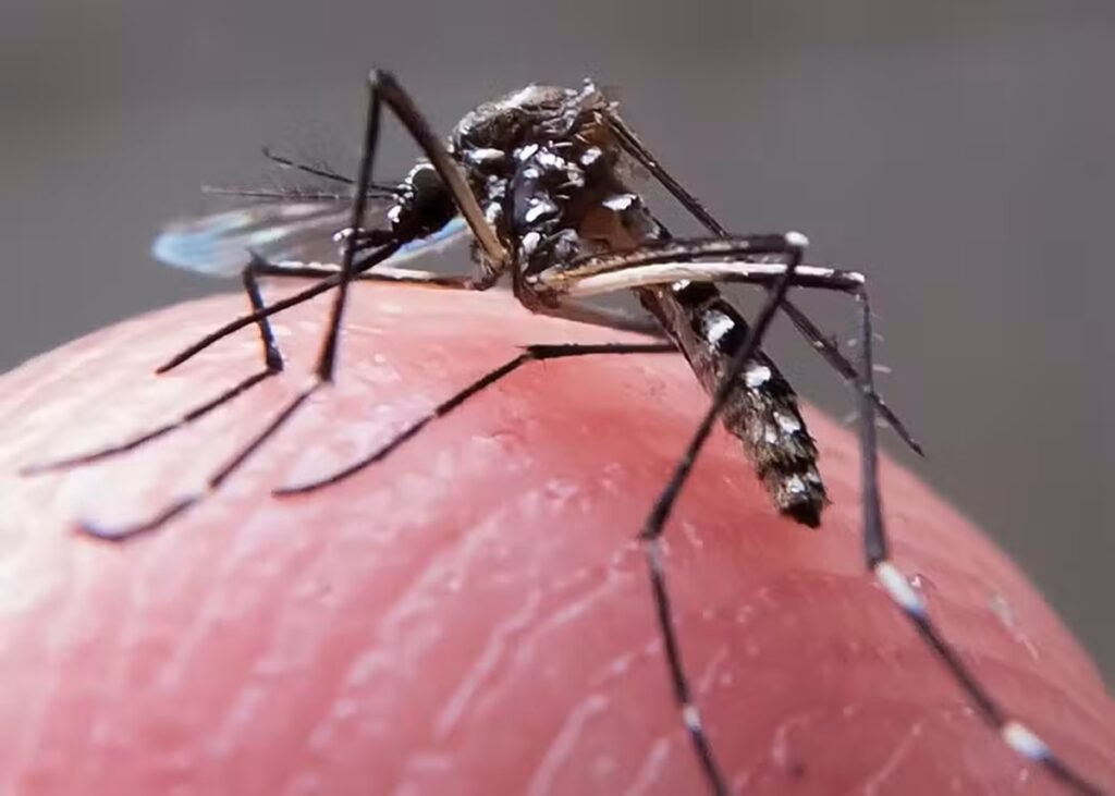 Brasil se aproxima de 6 milhões de casos e 4 mil mortes por dengue