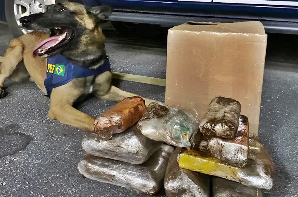Carga de drogas que seria entregue em São Miguel dos Campos é apreendida em ônibus na Bahia