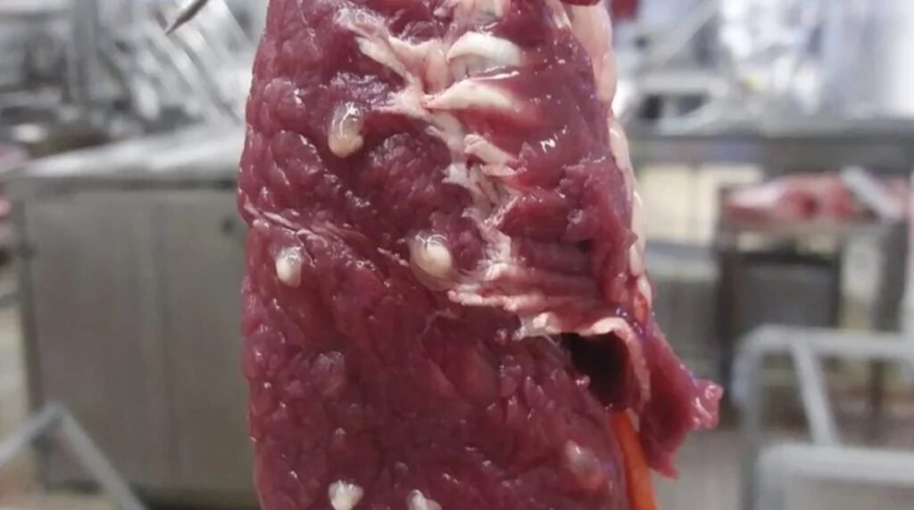 Casos da doença cisticercose aumentam no Brasil