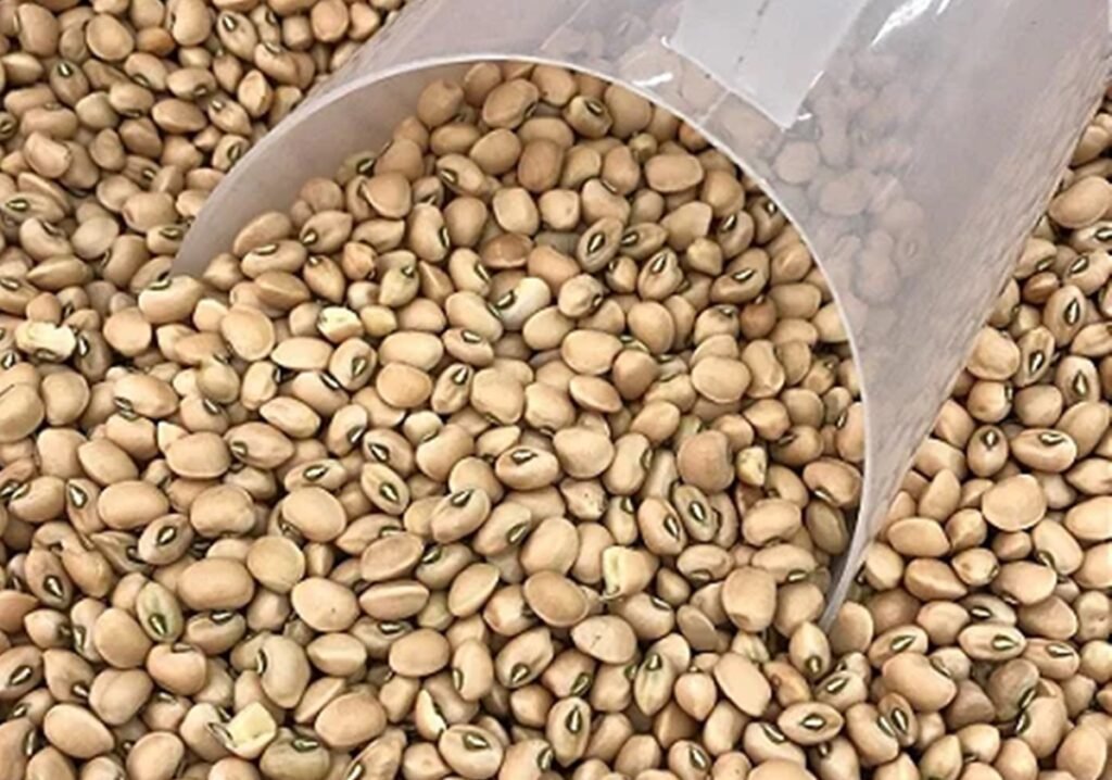 Feijão-de-corda gera alimentos industrializados de alta qualidade