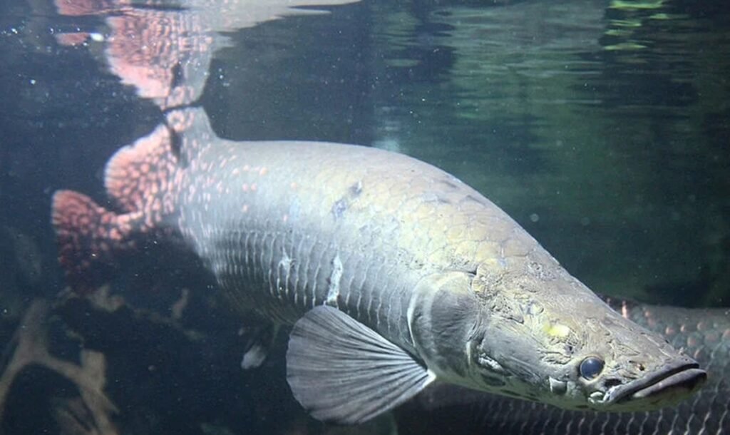Os maiores peixes de água doce do Brasil