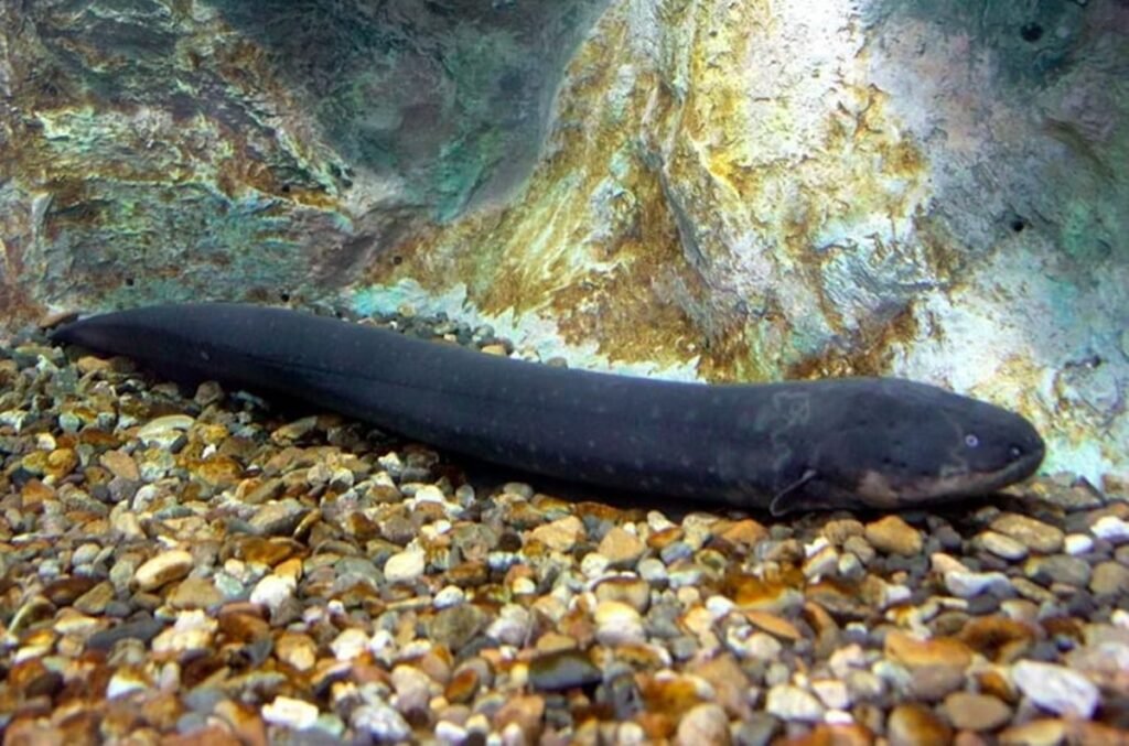 Os maiores peixes de água doce do Brasil