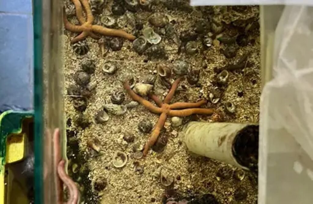 PF faz operação contra venda de animais marinhos ameaçados de extinção