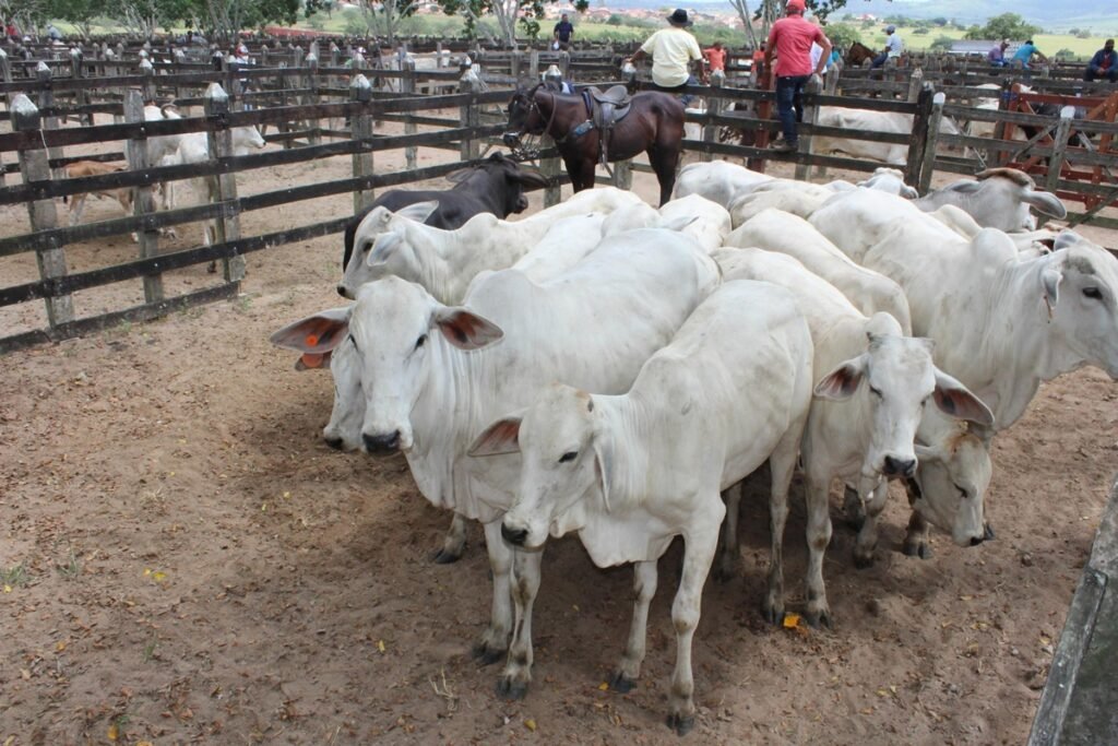 Vacinação contra a febre aftosa é antecipada para abril