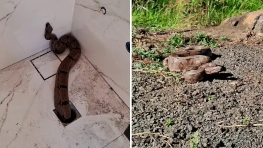 Jiboia de 1,5 metros aparece no ralo do banheiro de casa