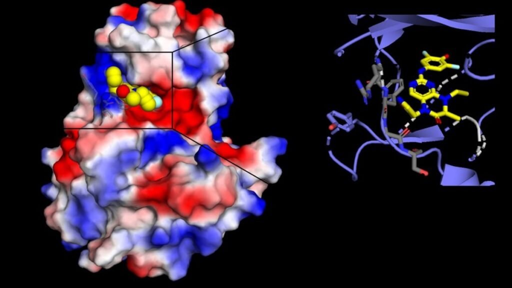 Nova substância ajuda a entender a biologia do câncer