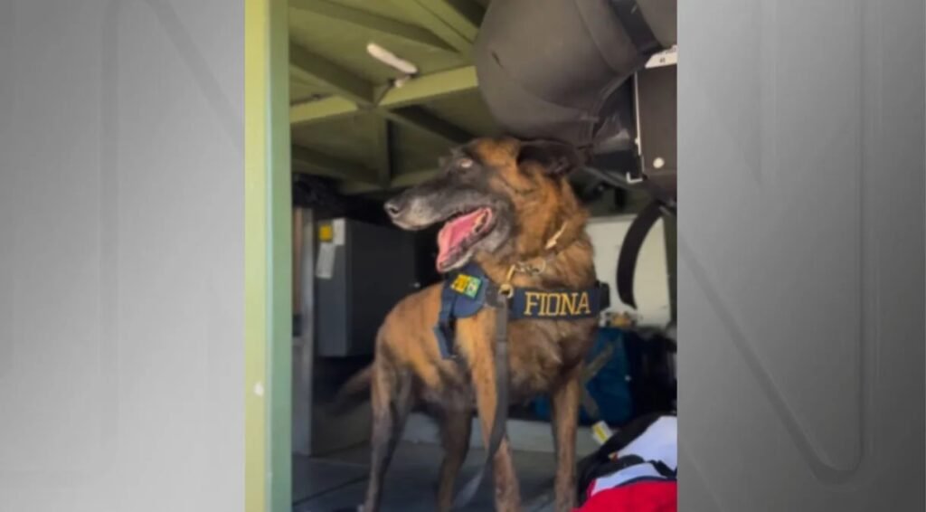 Cadela da PRF que deu prejuízo de R$ 62 milhões ao tráfico se aposenta