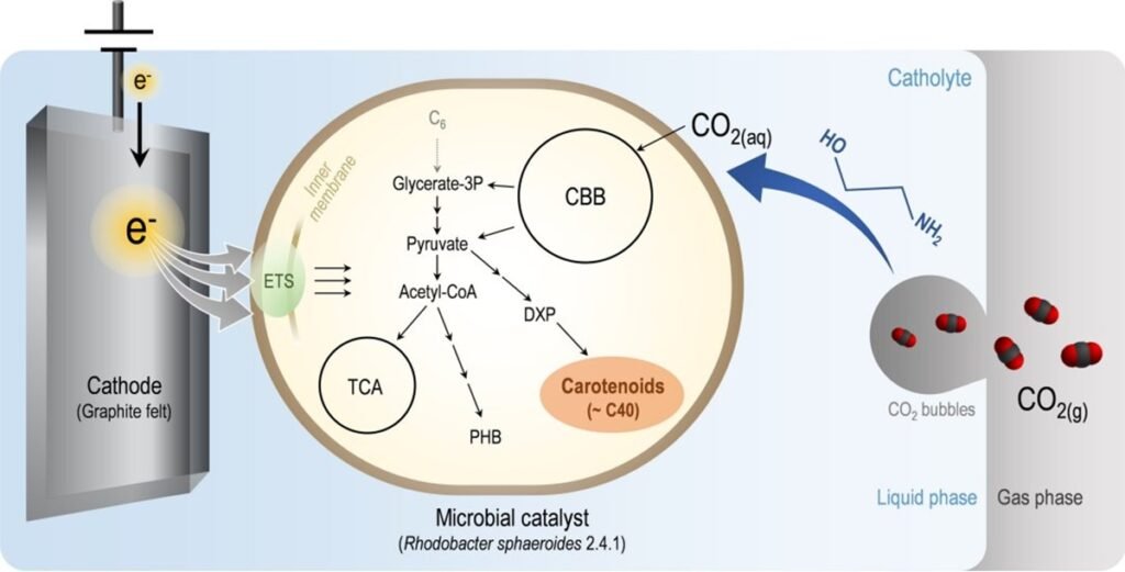 Dióxido de carbono é convertido em antioxidante e anticancerígeno