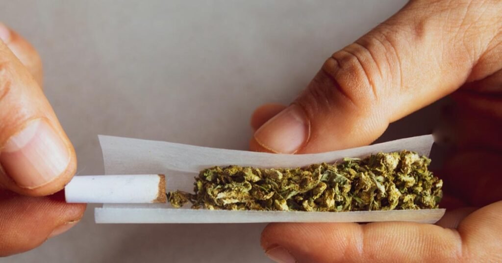 Uso de maconha em pequenas doses oferece riscos à saúde e à segurança pública
