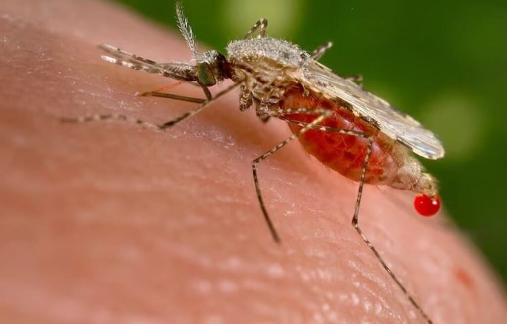 Ministério da Saúde investiga três mortes suspeitas de febre Oropouche no Brasil