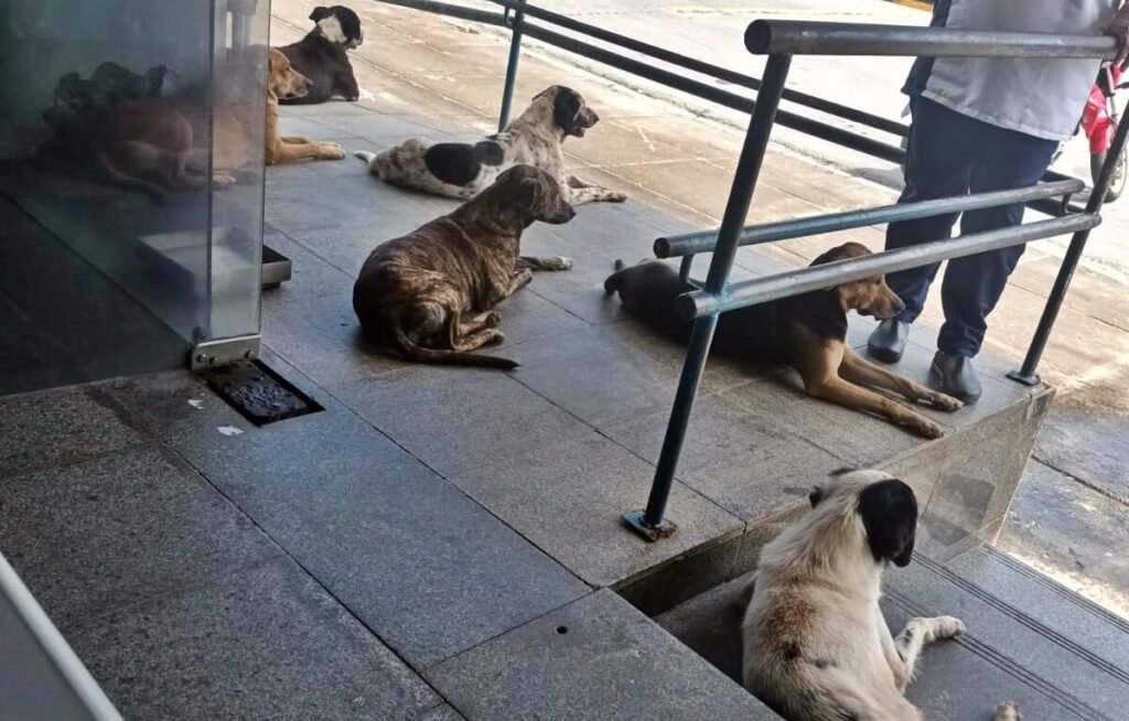 Brasil tem cerca de 30 milhões de animais domésticos abandonados