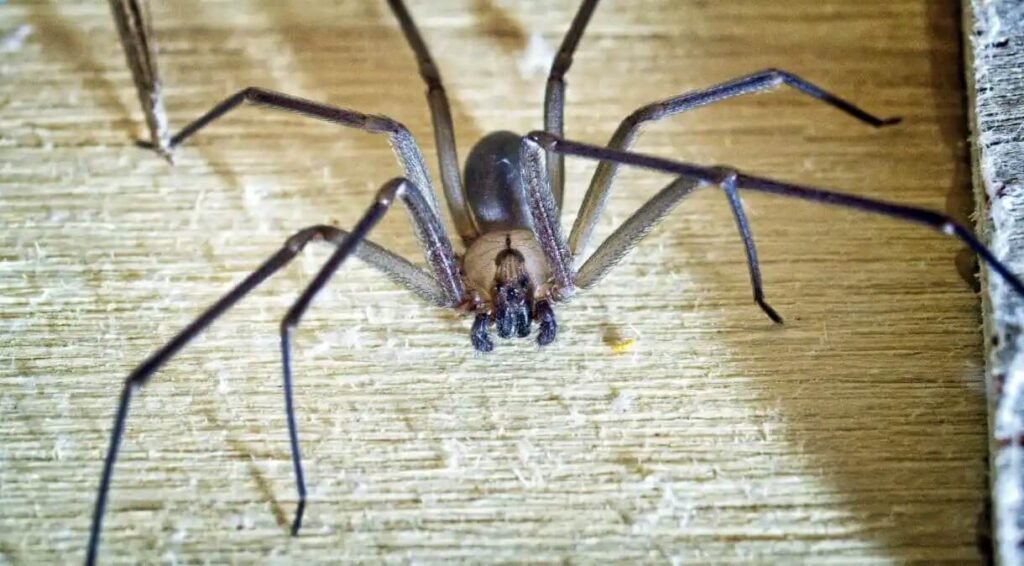 PeteMuller/GettyImages