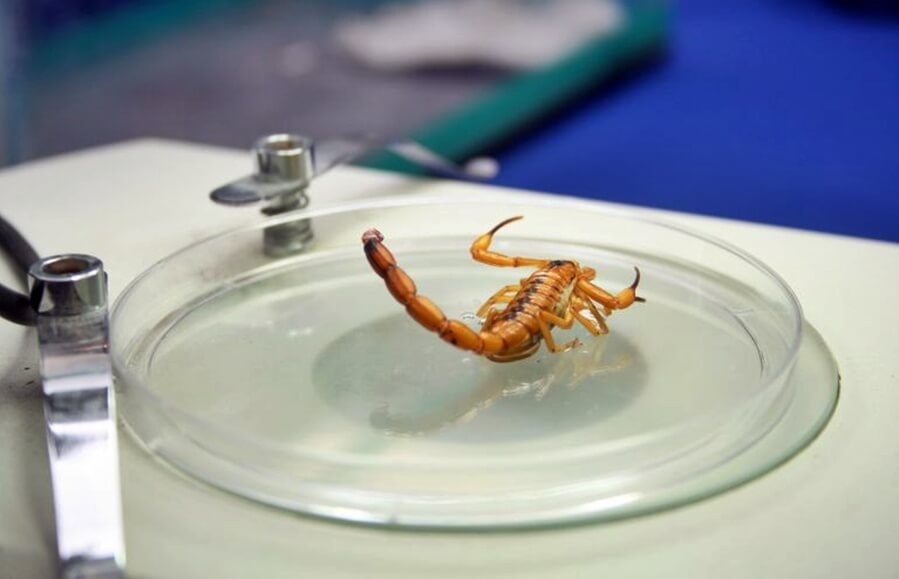 Olival Santos e Marco Antônio