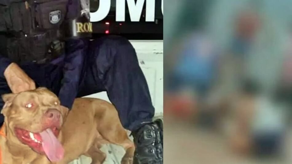 Homem perde os dois braços após ser atacado por pitbulls