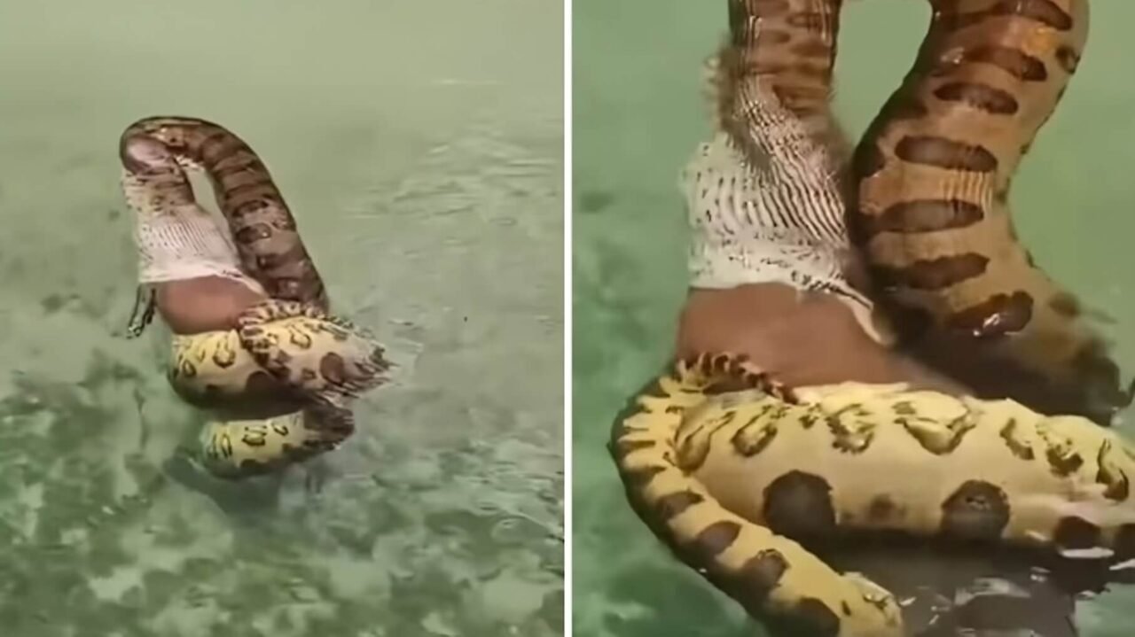 Sucuri gigante engole capivara em rio e assusta turistas