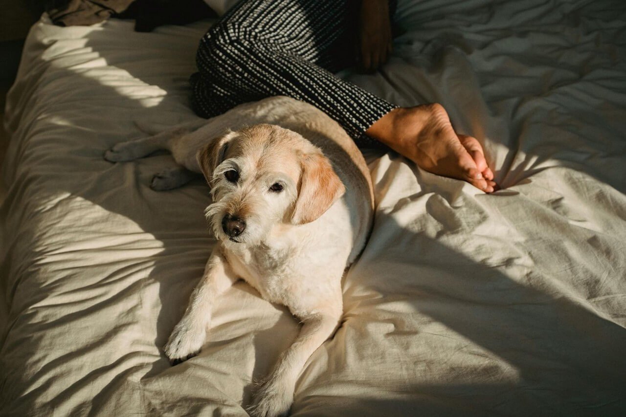 A ciência por trás da fidelidade dos cães aos seus tutores
