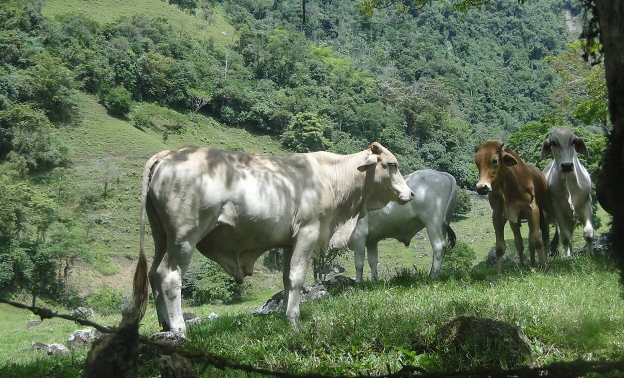 Rebanho bovino cai 3%, mas produção de leite movimenta R$ 1,3 bilhão em Alagoas