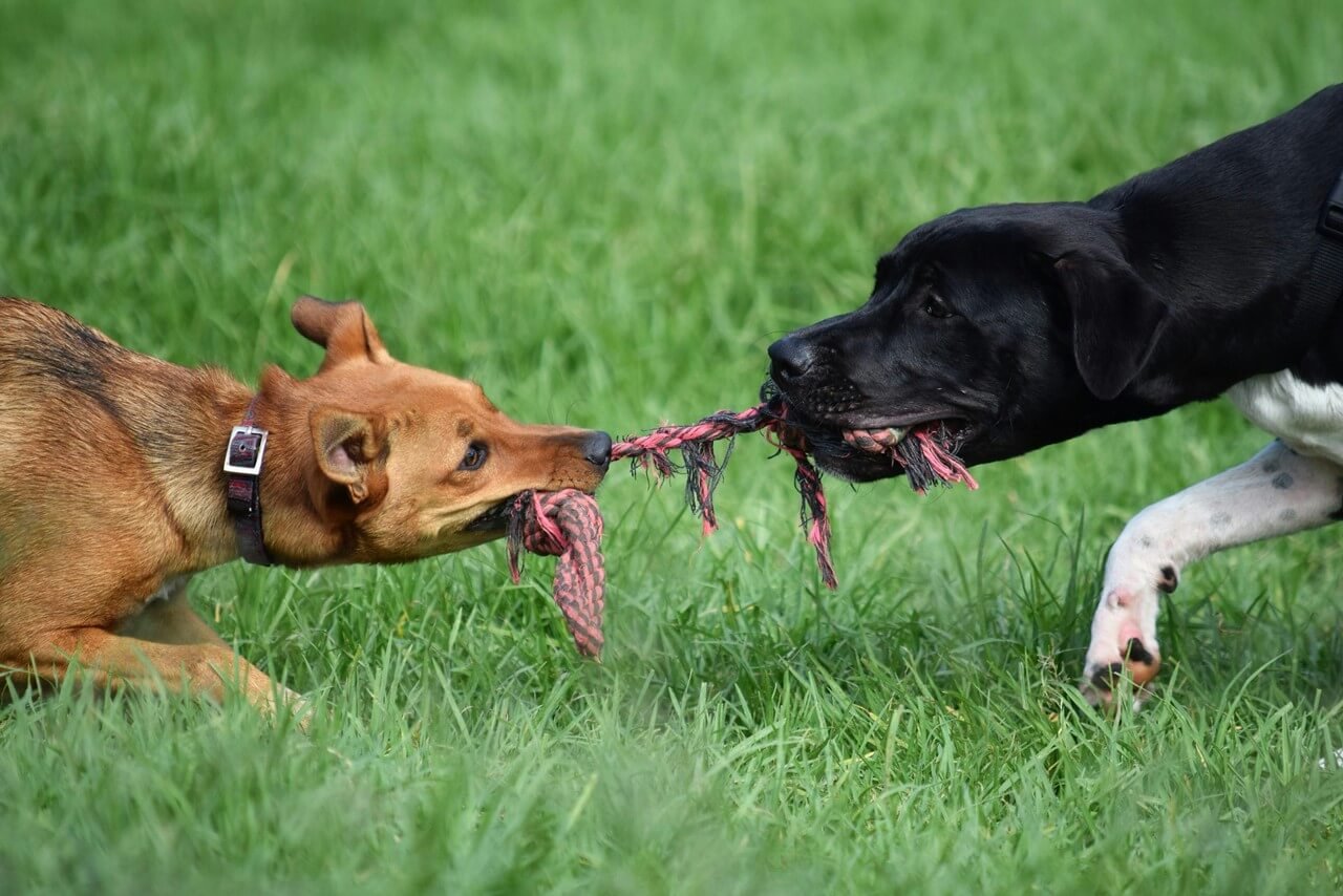 Encontros, presentes e convivência no amigo secreto dos tutores de pets