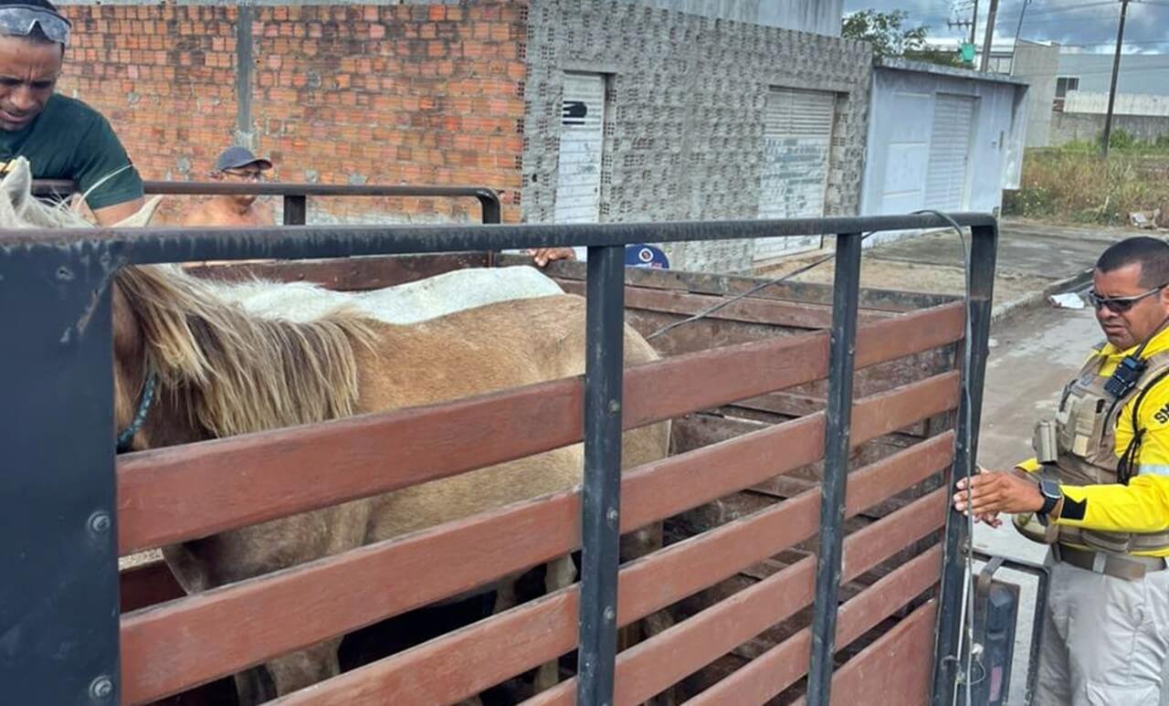 SMTT recolhe oito cavalos soltos em vias públicas de São Miguel dos Campos na véspera de Natal
