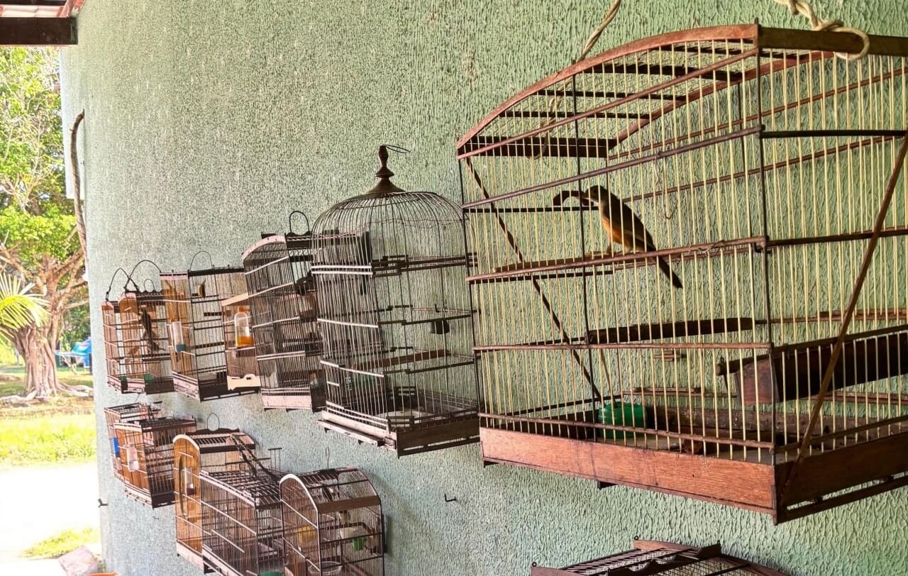 Fiscalização ambiental apreende aves silvestres em Boca da Mata